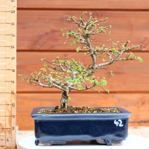 Ulmus parvifolia n°042