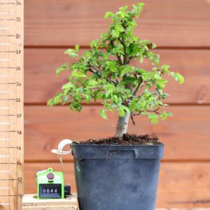Ulmus parvifolia n°044
