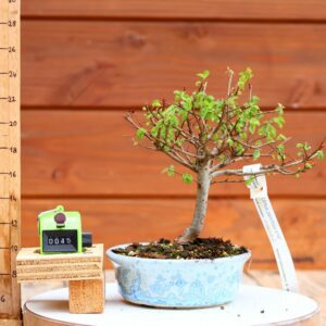 Ulmus parvifolia n°045