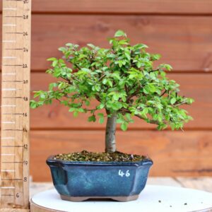 Ulmus parvifolia n°046