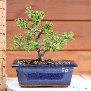 Ulmus parvifolia n°050