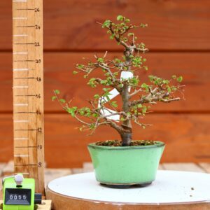 Ulmus parvifolia n°055