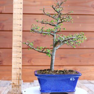 Ulmus parvifolia n°063