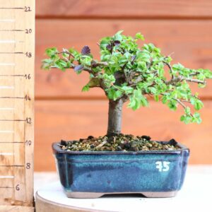 Ulmus parvifolia n°075