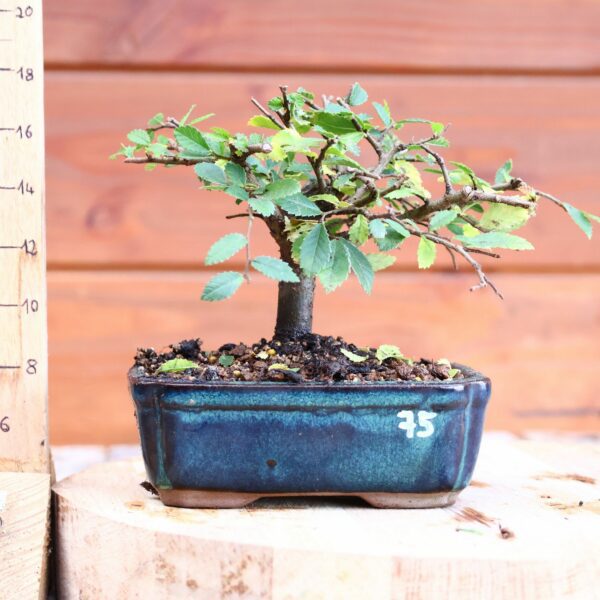 Ulmus parvifolia n°075