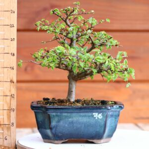 Ulmus parvifolia n°076