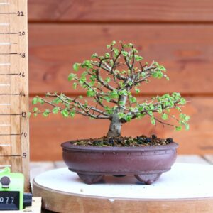 Ulmus parvifolia n°077
