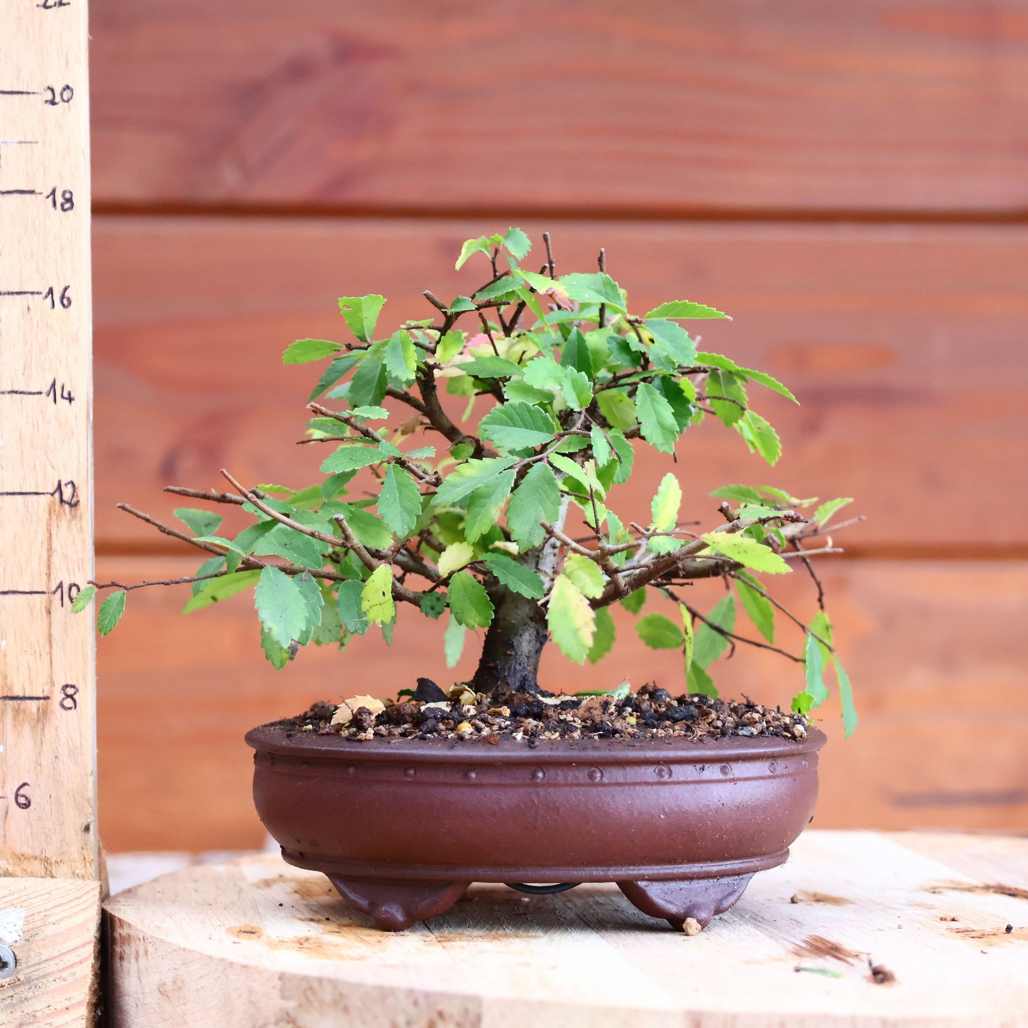 Ulmus parvifolia n°077.2