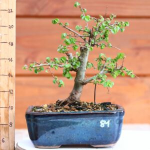 Ulmus parvifolia n°081