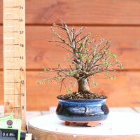 Ulmus parvifolia n°082