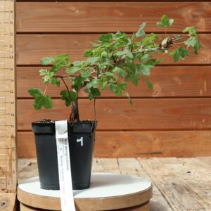 Acer monspesulanum -  Érable de Montpellier n°01