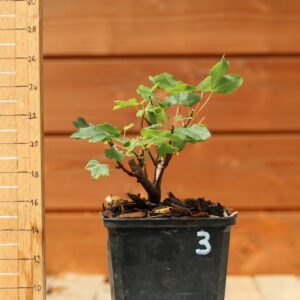 Acer monspesulanum -  Érable de Montpellier n°03