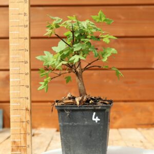 Acer monspesulanum -  Érable de Montpellier n°04