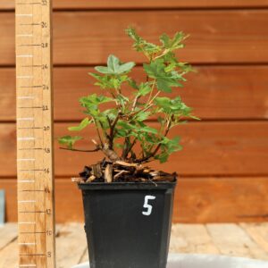 Acer monspesulanum -  Érable de Montpellier n°05