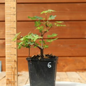 Acer monspesulanum -  Érable de Montpellier n°06