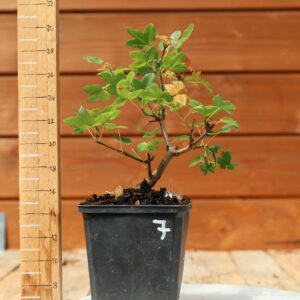 Acer monspesulanum -  Érable de Montpellier n°07