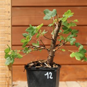 Acer monspesulanum -  Érable de Montpellier n°12