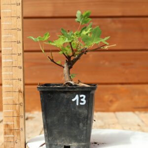 Acer monspesulanum -  Érable de Montpellier n°13