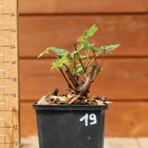Acer monspesulanum -  Érable de Montpellier n°19