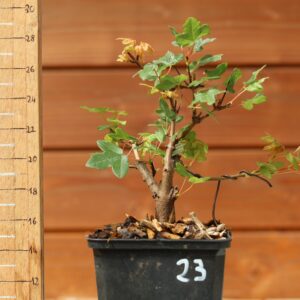 Acer monspesulanum -  Érable de Montpellier n°23