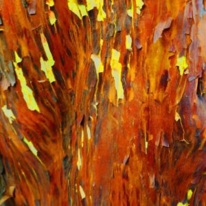 Arbustus andrachnoides - Arbousier hybride