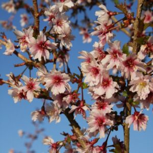 Prunus incisa 'Mikinori'