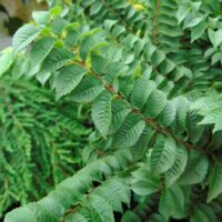 Ulmus elegantissima 'Jacqueline Hillier'