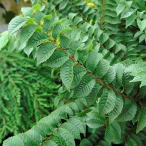 Ulmus elegantissima 'Jacqueline Hillier'