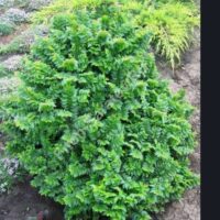 Ulmus elegantissima 'Jacqueline Hillier' – Image 2