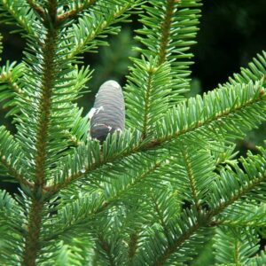 Abies homolepis - Sapin de Nikko