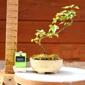 Acer buergerianum- Erable de Buerger n°003