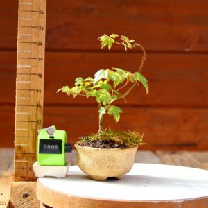 Acer buergerianum- Erable de Buerger n°005