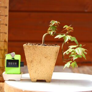 Acer buergerianum- Erable de Buerger n°008