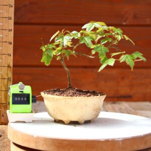 Acer buergerianum- Erable de Buerger n°009