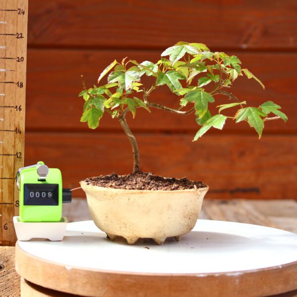 Acer buergerianum n°9 - Erable de Buerger