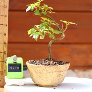 Acer buergerianum- Erable de Buerger n°010