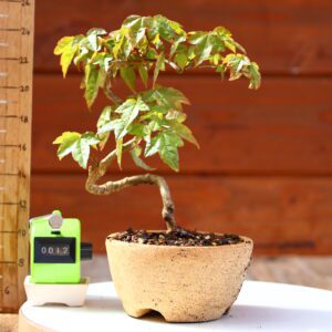 Acer buergerianum- Erable de Buerger n°012