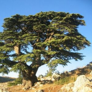 Cedrus libani / Cèdre du Liban