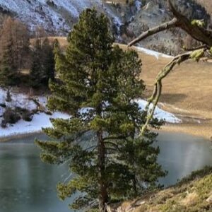 Larix gemelli / Mélèze de Dahurie