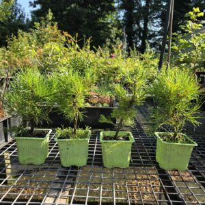 Pinus sylvestris