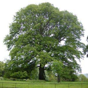 Quercus cerris - Chêne chevelu