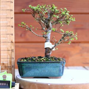 Ulmus parvifolia 'Seiju' n°01