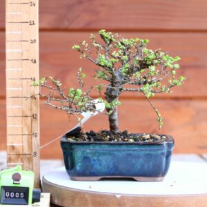 Ulmus parvifolia 'Seiju' n°05