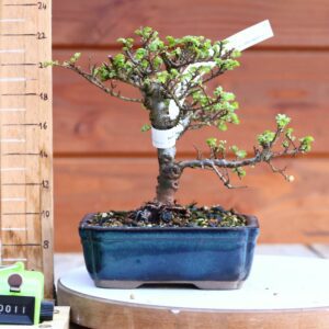 Ulmus parvifolia 'Seiju' n°11