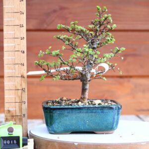 Ulmus parvifolia 'Seiju' n°15