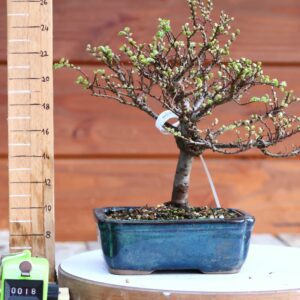 Ulmus parvifolia 'Seiju' n°18
