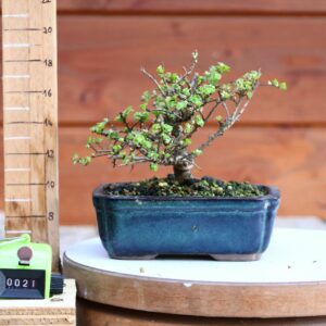 Ulmus parvifolia 'Seiju' n°21