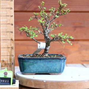 Ulmus parvifolia 'Seiju' n°23
