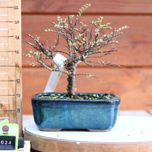 Ulmus parvifolia 'Seiju' n°24