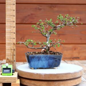 Ulmus parvifolia n°024